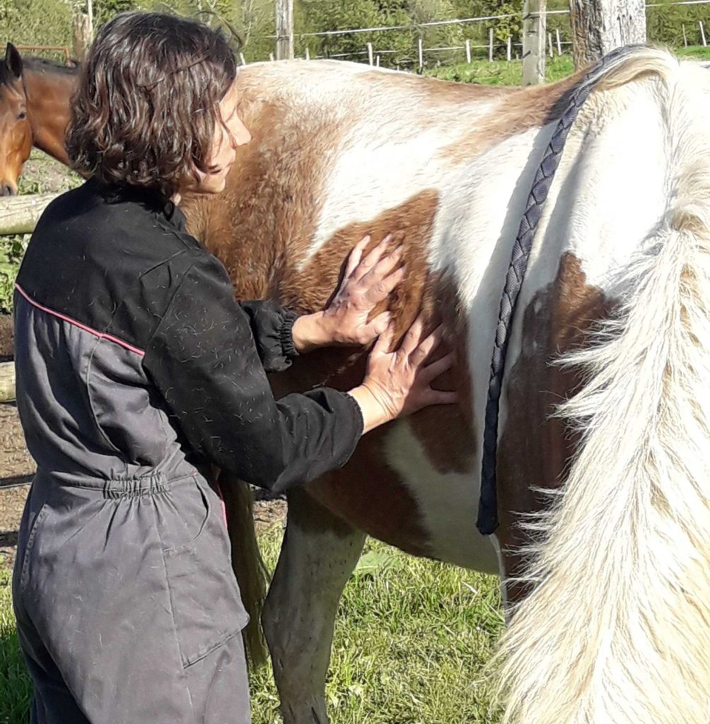 Dr Bonneau vétérinaire osthéopathe vache bovin chevaux
